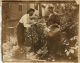 Joe & Elizabeth Peninger picking tomatoes in garden, nice, large ones, too (1906)

