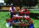 Carroll 'Bud' Draper with his famous peonies