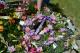 edwards-bessie-funeral-DSC_0697.JPG